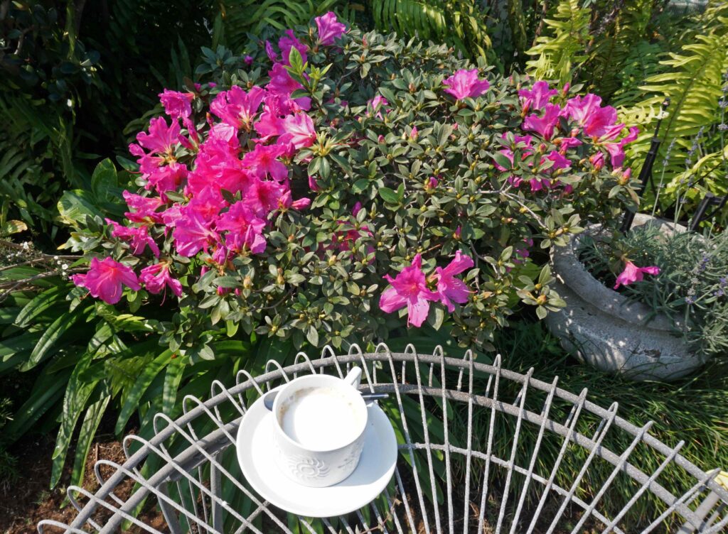 Battle of the Beans spring coffee
